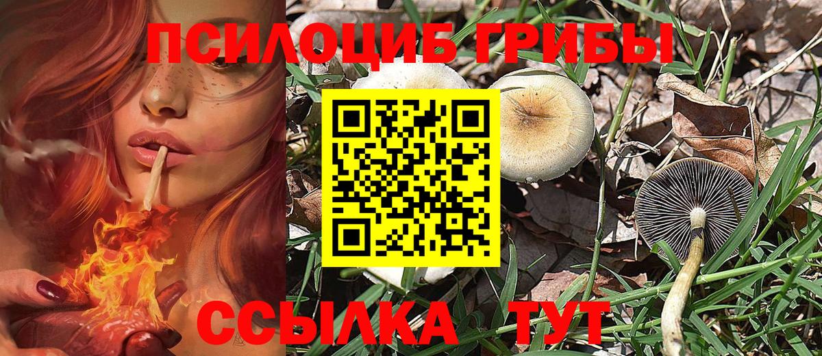 Ступино  что такое   Вход с VPN  Псилоцибиновые грибы прущие грибы 